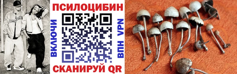 Псилоцибиновые грибы Psilocybe гидра Яблоновский